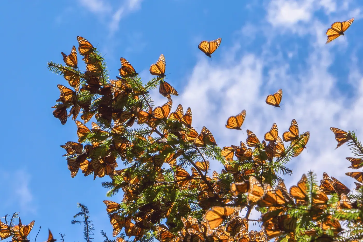 Racimo de mariposas