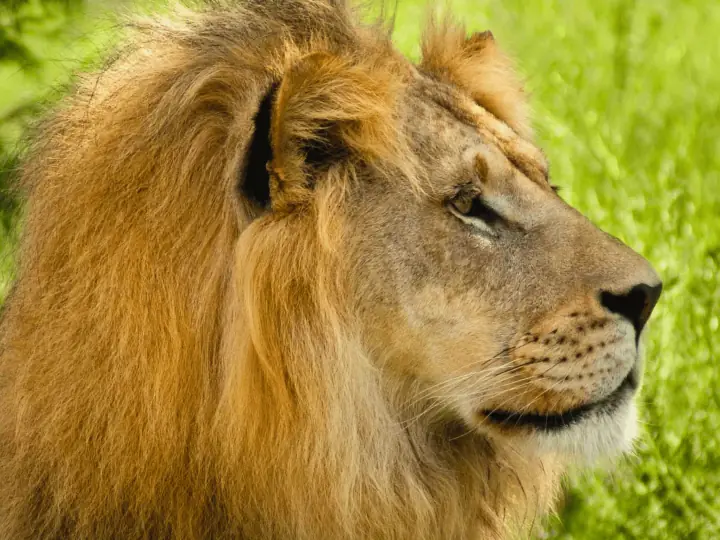 Un león descansando