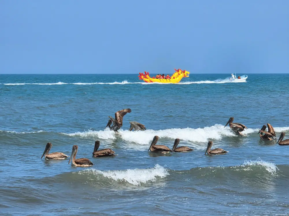 Gaviotas en la playa