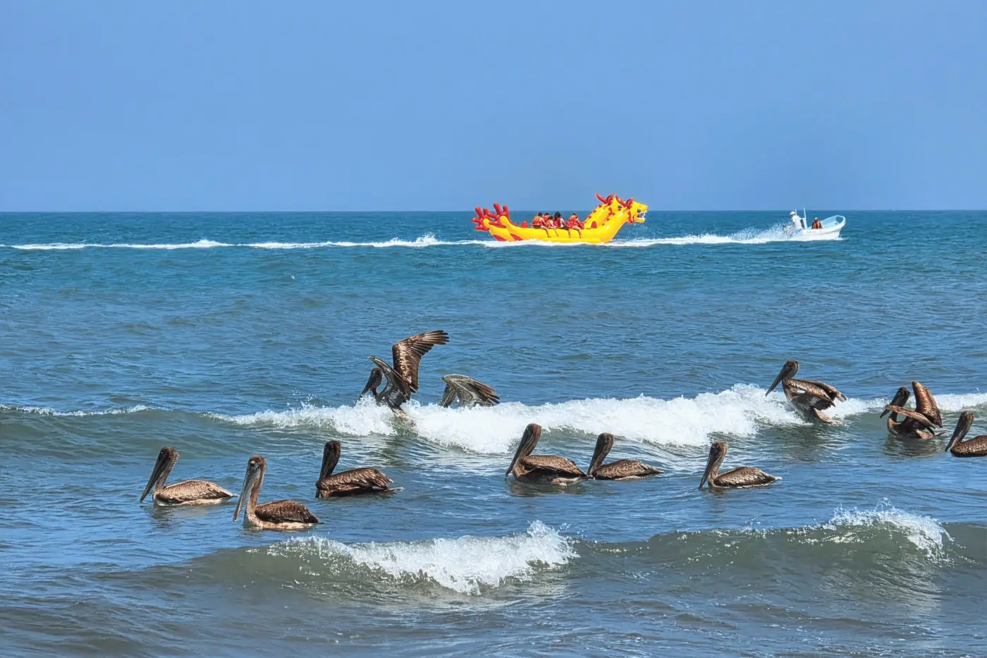 Gaviotas en la playa