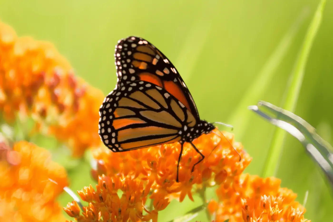 Mariposa