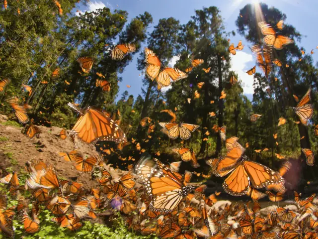 Mariposa Monarca