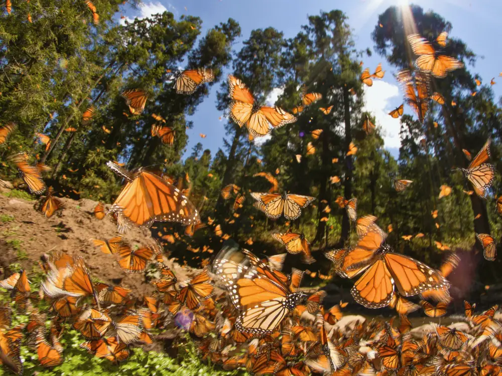 Mariposa Monarca