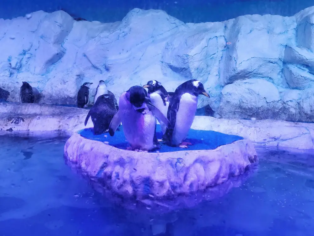 Pingüinos