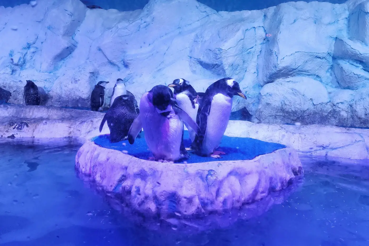 Pingüinos