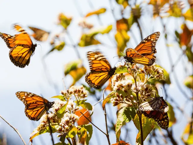 Mariposas