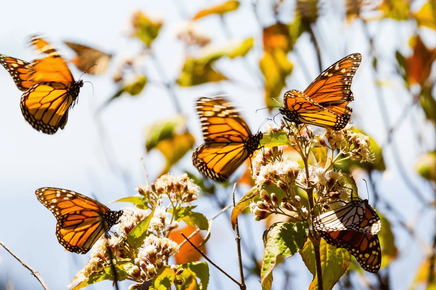 Mariposas