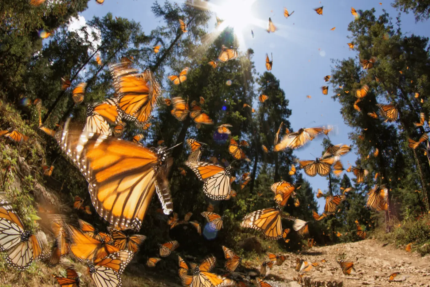 Mariposas volando