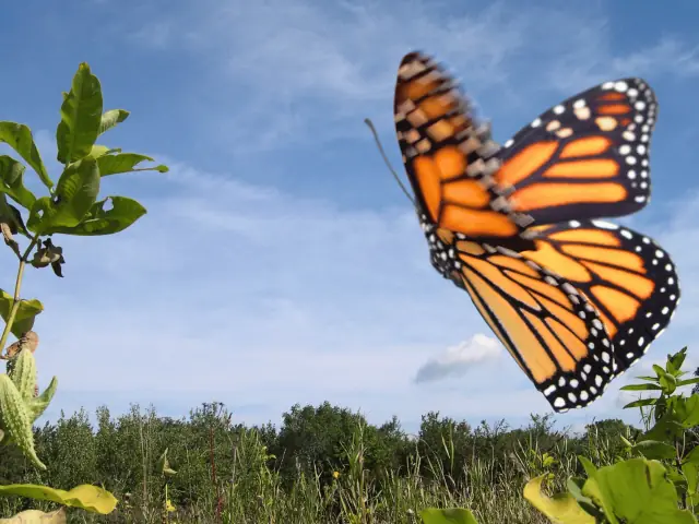 Mariposa Monarca