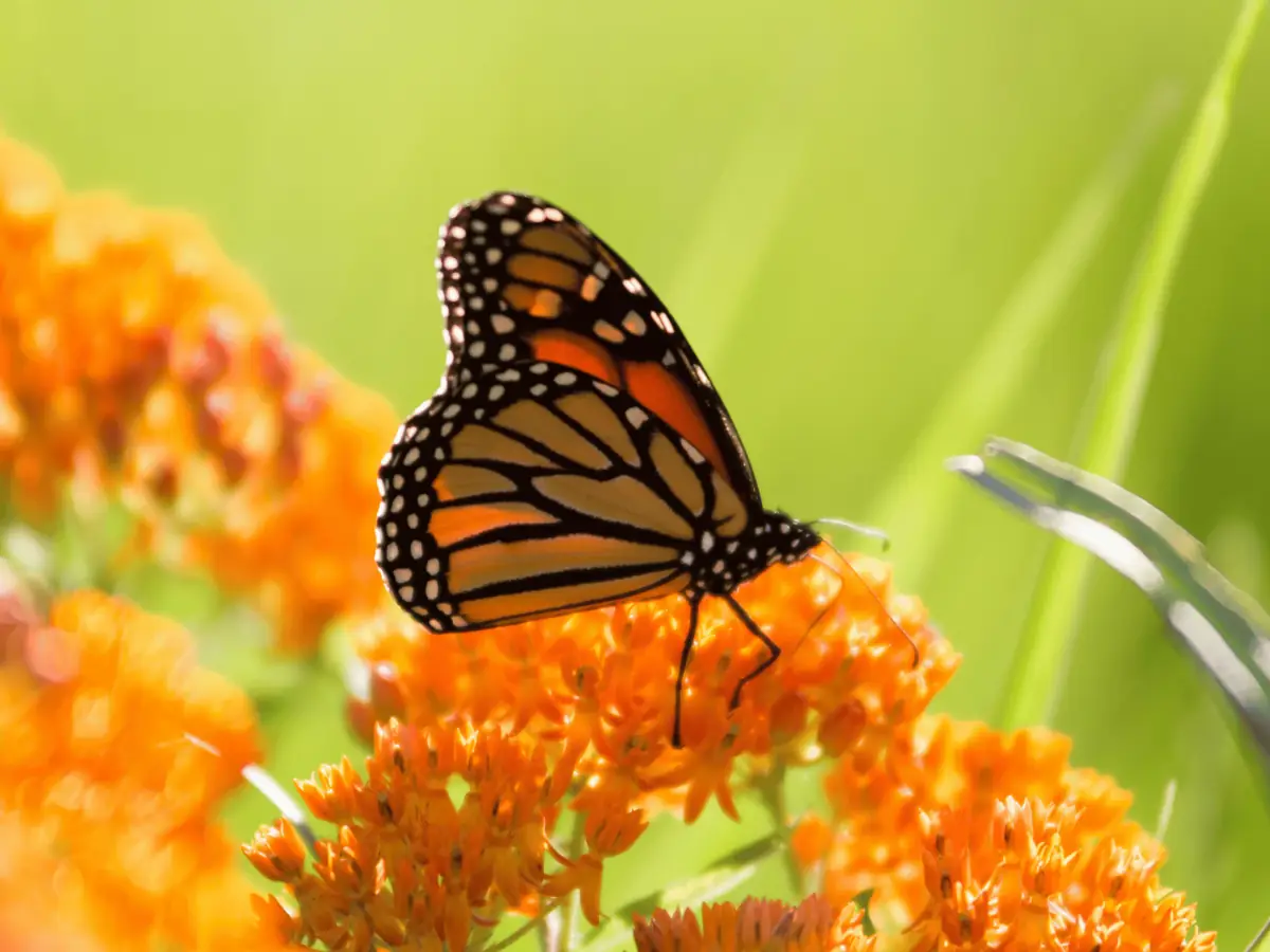 Mariposa