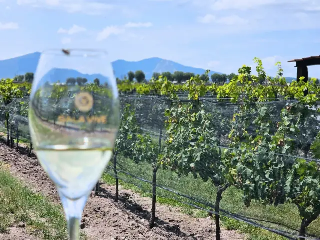 Viñedo
